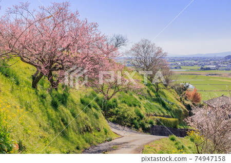 Plum blossoms and rape blossoms Ushio Umebayashi, Ogi City, Saga Prefecture 74947158