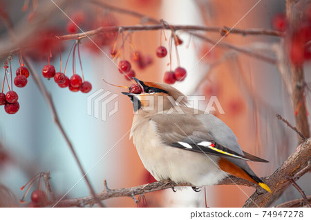 Bohemian waxwing winter passerine bird feeding on berries 74947278