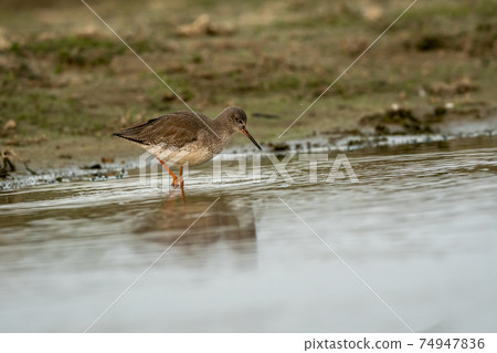 common redshank or Tringa totanus close up shot with reflection in water at wetland of keoladeo ghana national park or bharatpur bird sanctuary rajasthan india common redshank or Tringa totanus close up shot with reflection in water at wetland of keoladeo ghana national park or bharatpur bird sanctuary rajasthan india 74947836