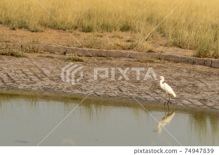 intermediate egret or median egret or yellow billed egret is a medium sized heron with reflection in water at tal chhapar sanctuary rajasthan india - Ardea intermedia intermediate egret or median egret or yellow billed egret is a medium sized heron with reflection in water at tal chhapar sanctuary rajasthan india - Ardea intermedia 74947839