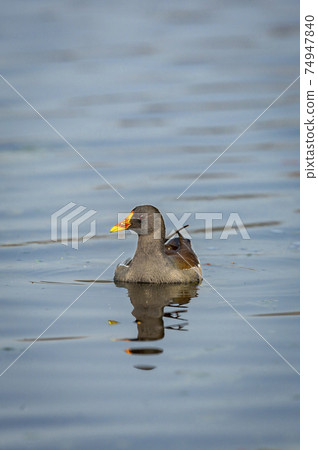 common moorhen or gallinula chloropus bird in wetland of keoladeo national park or bharatpur bird sanctuary rajasthan india common moorhen or gallinula chloropus bird in wetland of keoladeo national park or bharatpur bird sanctuary rajasthan india 74947840