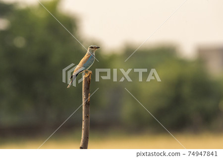 Eurasian or European roller or Coracias garrulus perched in natural green background at forest of central india 74947841