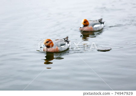 Saitama Prefecture Minuma Nature Park Wild Bird Wigeon 74947929