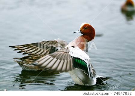 Saitama Prefecture Minuma Nature Park Wild Bird Wigeon 74947932