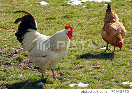 Rooster and hen. 74948770