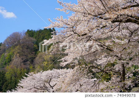 Sakura Watarase Valley Railway Sakura Watarase Valley Railway 74949078
