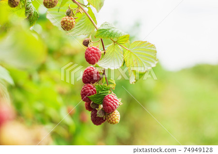 Branche of ripe raspberries. Harvest natural organic berries. Branche of ripe raspberries. Harvest natural organic berries. 74949128