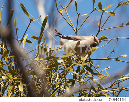 Japanese waxwing in the park Japanese waxwing in the park 74949164