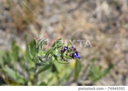 Common bugloss Common bugloss 74949391