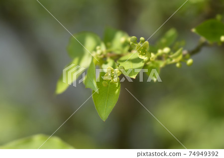 Burning Bush 74949392