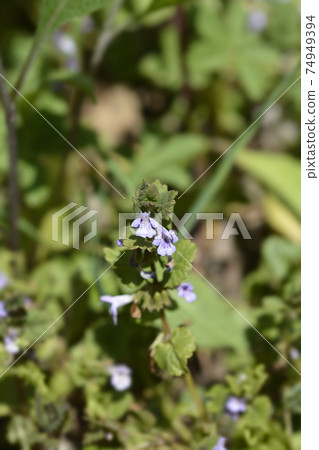 Ground-ivy Ground-ivy 74949394