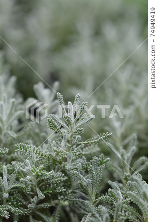 Cypress lavender cotton 74949419