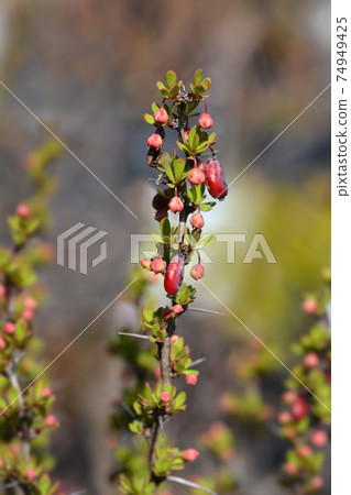 Japanese barberry Powwow Japanese barberry Powwow 74949425