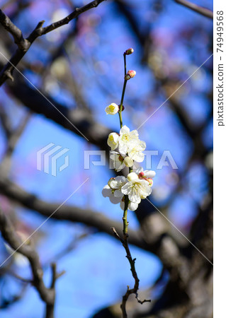 Plum blossom Natsuka 74949568