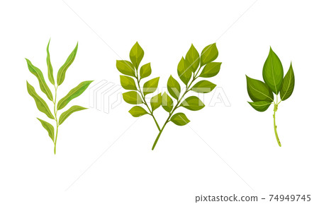 Green Leafy Branches and Foliage with Stem and Veins or Fibers Vector Set 74949745