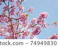 Kawazu Sakura 74949830