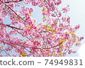 Kawazu Sakura 74949831