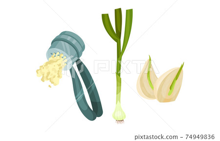 Garlic Cloves Used in Culinary as Spice and Condiment and Garlic Press Vector Set Garlic Cloves Used in Culinary as Spice and Condiment and Garlic Press Vector Set 74949836