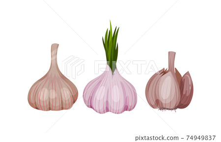 Garlic Bulb with Cloves Used in Culinary as Spice and Condiment Vector Set 74949837