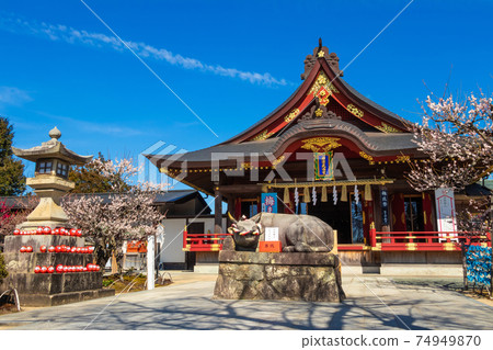 岩津天滿宮,盛開的梅花<愛知縣岡崎市> 岩津天滿宮,盛開的梅花<愛知縣岡崎市> 74949870