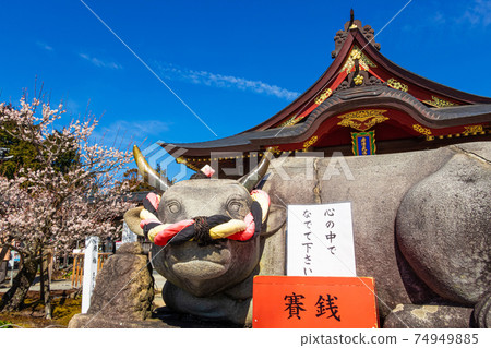 岩津天滿宮，盛開的梅花<愛知縣岡崎市> 74949885