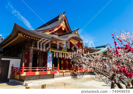 Iwazu Tenmangu Shrine, plum blossoms in full bloom <Okazaki City, Aichi Prefecture> Iwazu Tenmangu Shrine, plum blossoms in full bloom <Okazaki City, Aichi Prefecture> 74949939