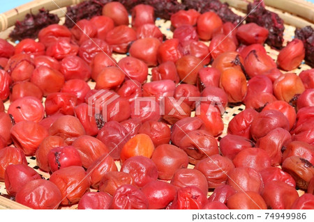 Umeboshi making, sun-dried, color at the beginning of drying 74949986