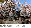 湯島天神守護犬和梅花盛開 74950115