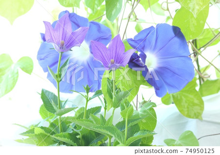 藍色牽牛花 藍色桔梗花 明亮的綠色背景 照片素材 圖片 圖庫 藍色牽牛花 藍色桔梗花 明亮的綠色背景 照片素材 圖片 圖庫