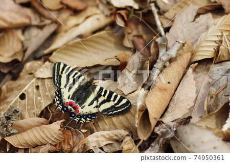 獵鷹寓言 74950361