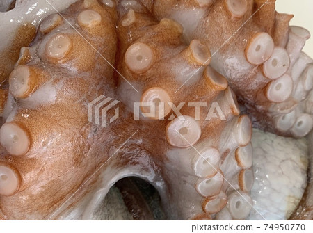 Raw octopus 74950770
