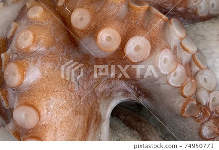 Akashi brand Akashi brand 74950771