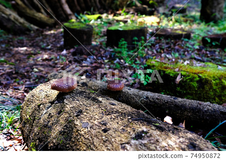 Shiitake mushrooms that grow on fallen trees and many plants and moss that grow on the ground Shiitake mushrooms that grow on fallen trees and many plants and moss that grow on the ground 74950872