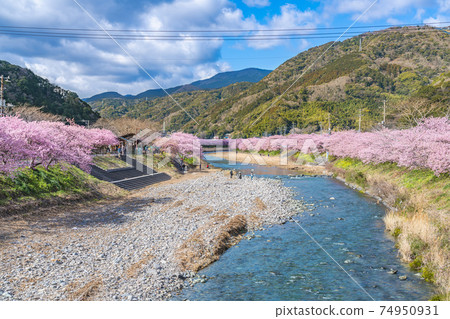 Spring in Japan Cherry blossom trees in Kawazu Town, Izu 74950931