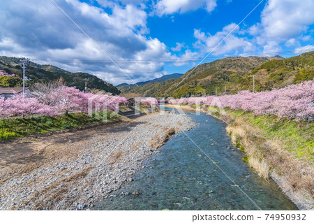 Spring in Japan Cherry blossom trees in Kawazu Town, Izu 74950932