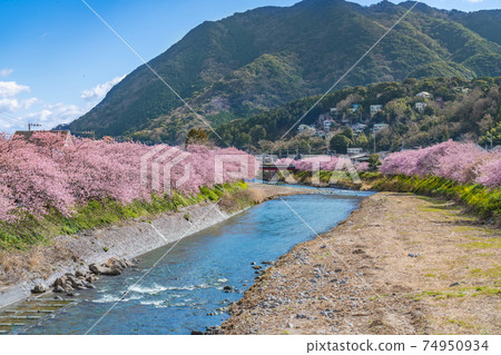 日本的春天伊豆川津町的櫻花樹 日本的春天伊豆川津町的櫻花樹 74950934