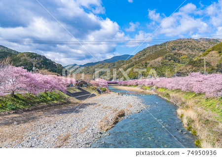 Spring in Japan Cherry blossom trees in Kawazu Town, Izu 74950936