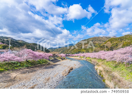 日本的春天伊豆川津町的櫻花樹 74950938