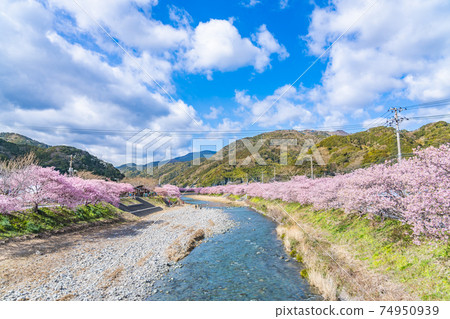 日本的春天伊豆川津町的櫻花樹 74950939