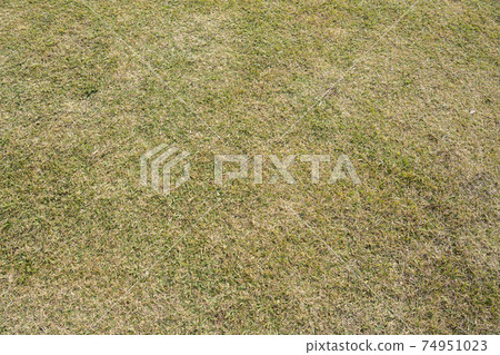 Natural turf in texture park Natural turf in texture park 74951023