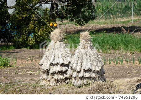 Dried rice straw 74951296