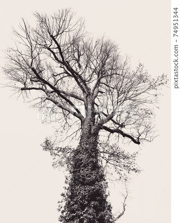 Black and artful big tree on beige background 74951344