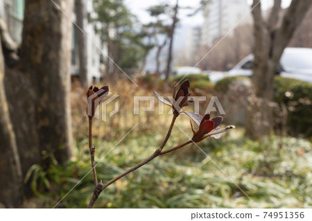 Leaves turned red in winter's cold weather Leaves turned red in winter's cold weather 74951356