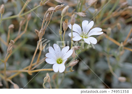 Cute Scandinavian Stellaria uliginata, Hordaland, Norway Cute Scandinavian Stellaria uliginata, Hordaland, Norway 74951358