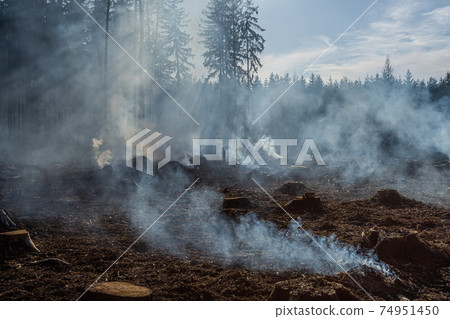 Big field with smoke after wildfire. All grass and trees are burnt after forest fire or forestry works. 74951450