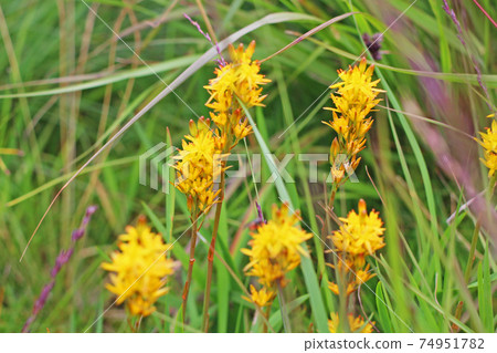 Cute Scandinavian yellow flowers, Hordaland, Norway 74951782