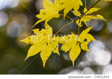 黃色楓葉 74951833