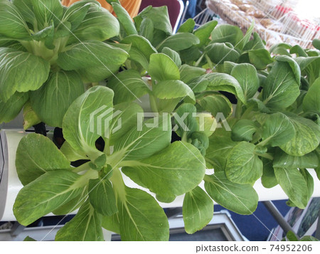 SERDANG, MALAYSIA -DECEMBER 06, 2017: Crop planted using hydroponic technique. Crop supplied by nutrient using water as the medium.  74952206