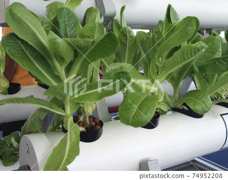 SERDANG, MALAYSIA -DECEMBER 06, 2017: Crop planted using hydroponic technique. Crop supplied by nutrient using water as the medium.  74952208