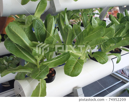 SERDANG, MALAYSIA -DECEMBER 06, 2017: Crop planted using hydroponic technique. Crop supplied by nutrient using water as the medium.  74952209